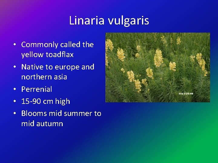 Linaria vulgaris • Commonly called the yellow toadflax • Native to europe and northern