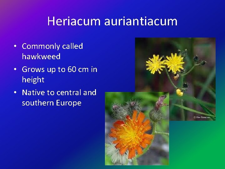 Heriacum auriantiacum • Commonly called hawkweed • Grows up to 60 cm in height