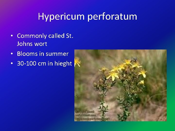 Hypericum perforatum • Commonly called St. Johns wort • Blooms in summer • 30