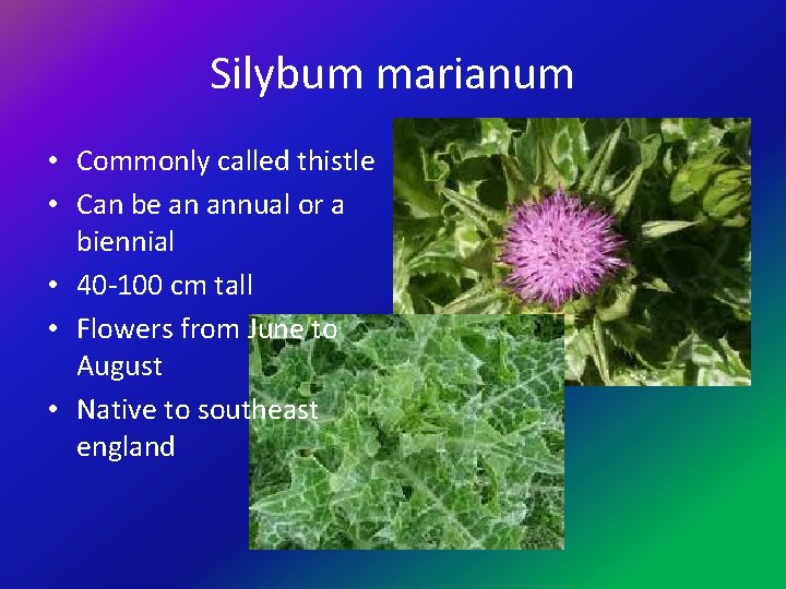 Silybum marianum • Commonly called thistle • Can be an annual or a biennial