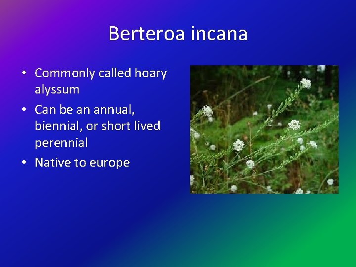 Berteroa incana • Commonly called hoary alyssum • Can be an annual, biennial, or
