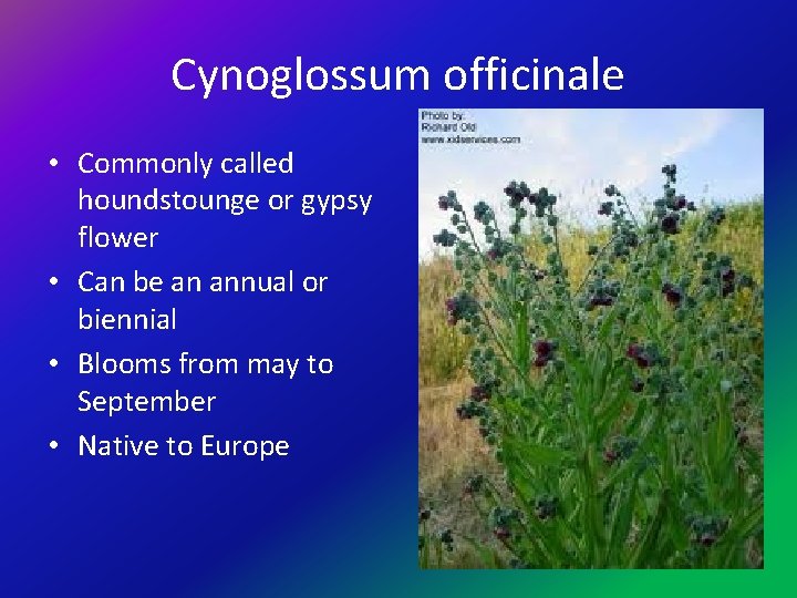 Cynoglossum officinale • Commonly called houndstounge or gypsy flower • Can be an annual