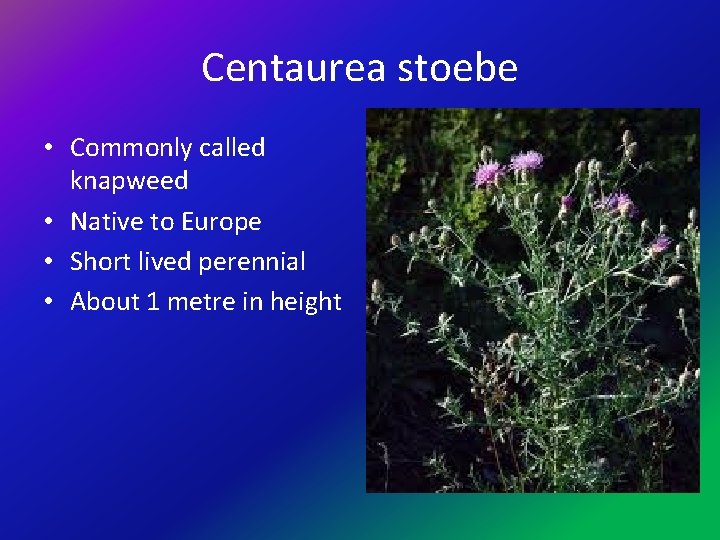 Centaurea stoebe • Commonly called knapweed • Native to Europe • Short lived perennial