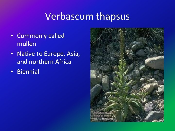 Verbascum thapsus • Commonly called mullen • Native to Europe, Asia, and northern Africa