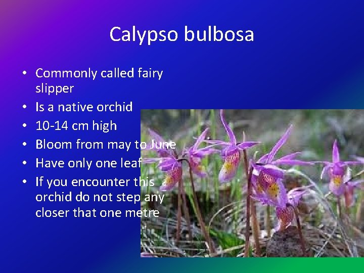 Calypso bulbosa • Commonly called fairy slipper • Is a native orchid • 10