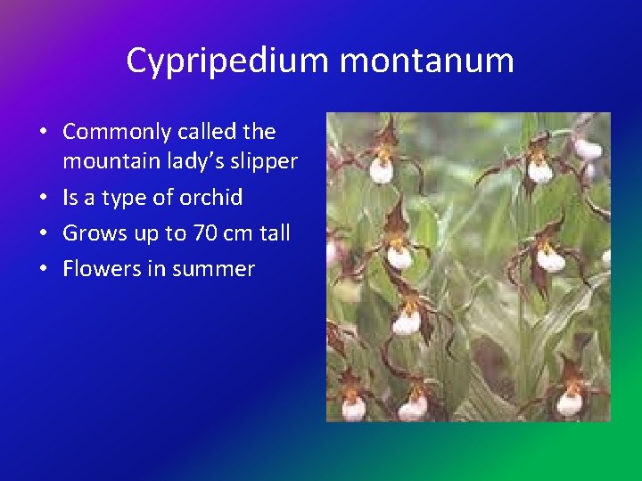 Cypripedium montanum • Commonly called the mountain lady’s slipper • Is a type of