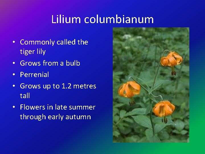 Lilium columbianum • Commonly called the tiger lily • Grows from a bulb •