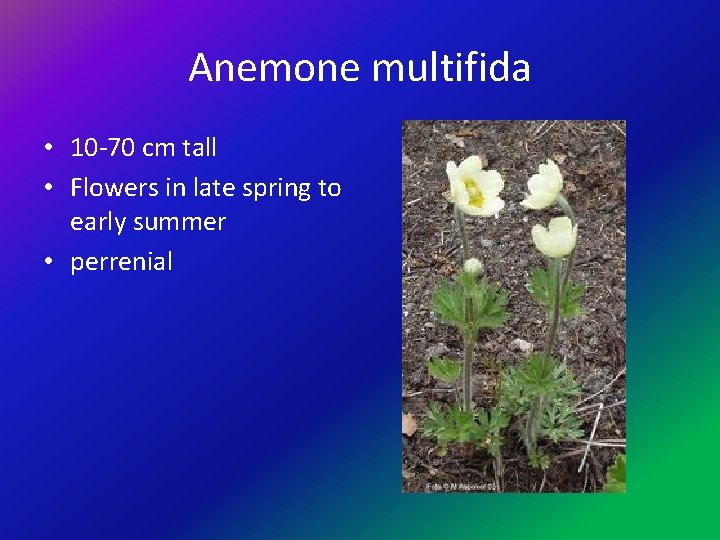 Anemone multifida • 10 -70 cm tall • Flowers in late spring to early