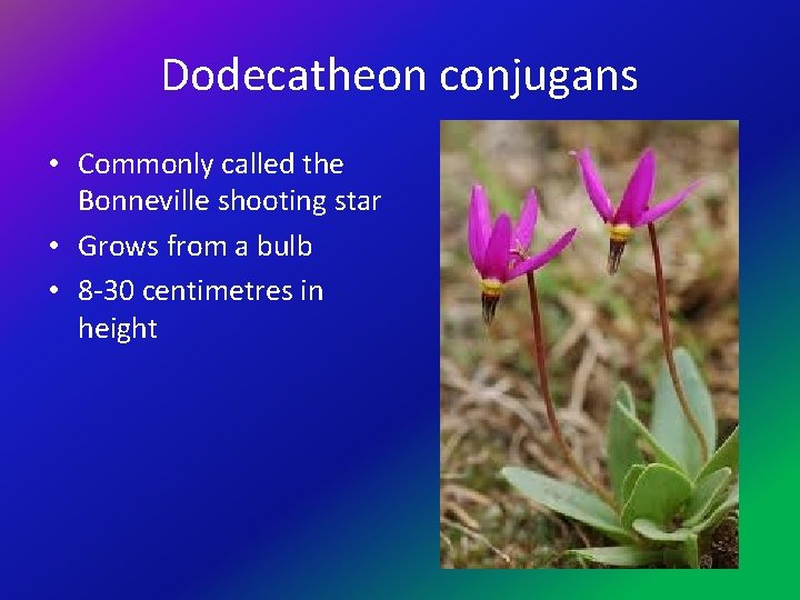 Dodecatheon conjugans • Commonly called the Bonneville shooting star • Grows from a bulb