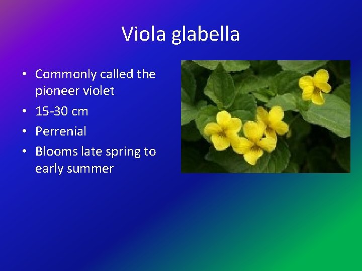 Viola glabella • Commonly called the pioneer violet • 15 -30 cm • Perrenial