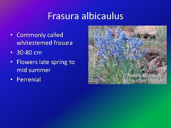 Frasura albicaulus • Commonly called whitestemed frasura • 30 -80 cm • Flowers late