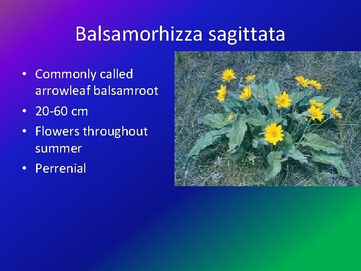 Balsamorhizza sagittata • Commonly called arrowleaf balsamroot • 20 -60 cm • Flowers throughout