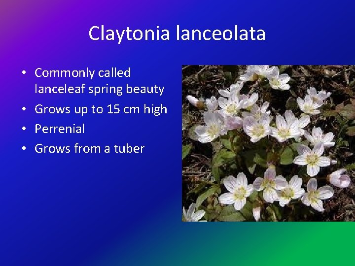 Claytonia lanceolata • Commonly called lanceleaf spring beauty • Grows up to 15 cm