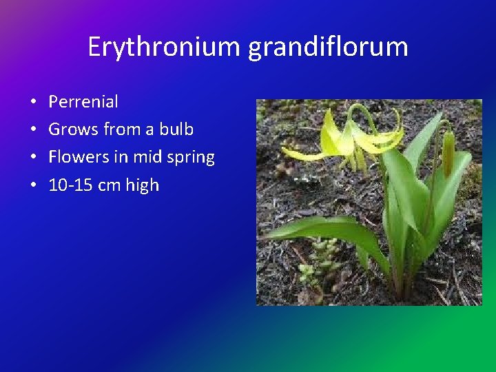 Erythronium grandiflorum • • Perrenial Grows from a bulb Flowers in mid spring 10