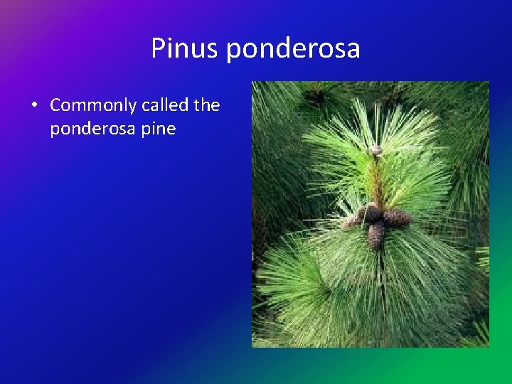 Pinus ponderosa • Commonly called the ponderosa pine 