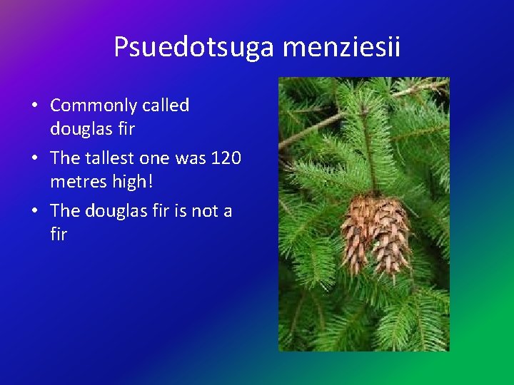 Psuedotsuga menziesii • Commonly called douglas fir • The tallest one was 120 metres