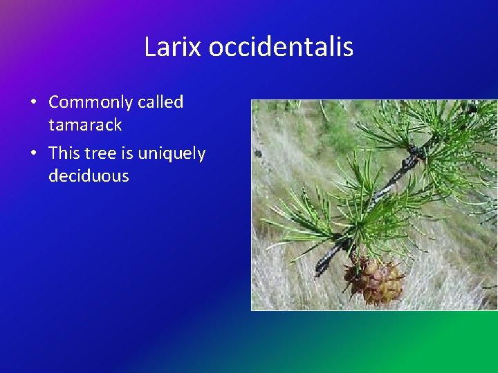 Larix occidentalis • Commonly called tamarack • This tree is uniquely deciduous 