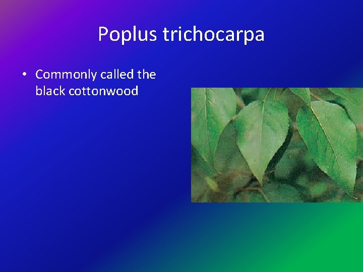 Poplus trichocarpa • Commonly called the black cottonwood 