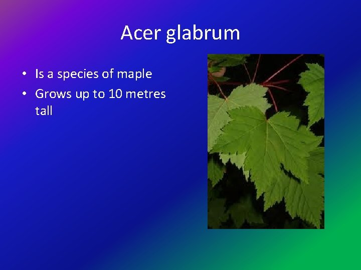 Acer glabrum • Is a species of maple • Grows up to 10 metres