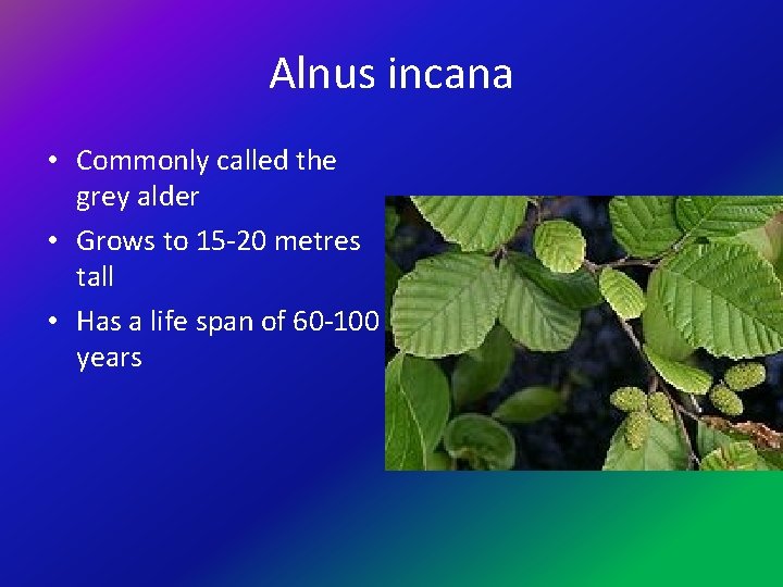 Alnus incana • Commonly called the grey alder • Grows to 15 -20 metres