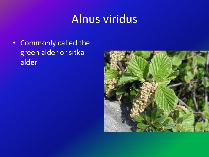 Alnus viridus • Commonly called the green alder or sitka alder 