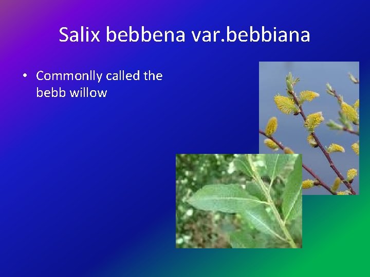 Salix bebbena var. bebbiana • Commonlly called the bebb willow 