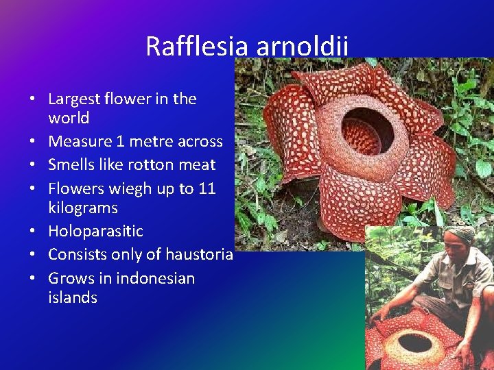Rafflesia arnoldii • Largest flower in the world • Measure 1 metre across •