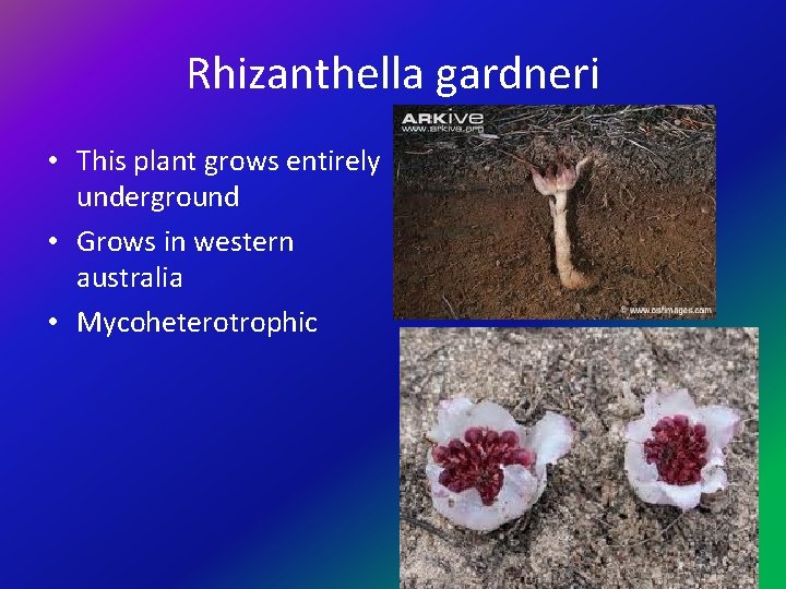 Rhizanthella gardneri • This plant grows entirely underground • Grows in western australia •