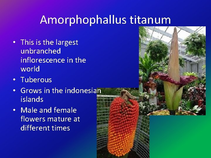 Amorphophallus titanum • This is the largest unbranched inflorescence in the world • Tuberous