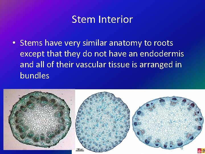 Stem Interior • Stems have very similar anatomy to roots except that they do