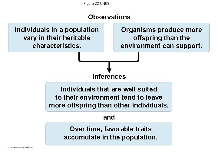 Figure 22. UN 02 Observations Individuals in a population vary in their heritable characteristics. Figure 22. UN 02 Observations Individuals in a population vary in their heritable characteristics.