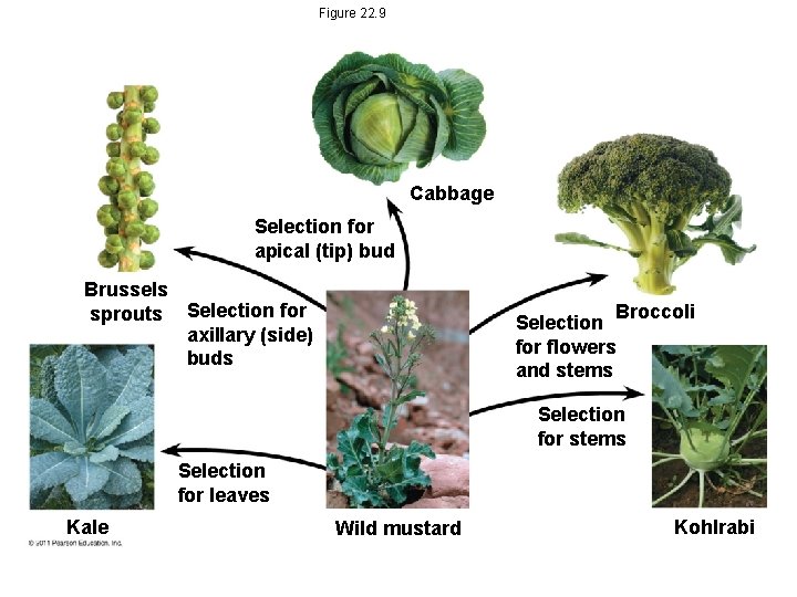 Figure 22. 9 Cabbage Selection for apical (tip) bud Brussels sprouts Selection for axillary Figure 22. 9 Cabbage Selection for apical (tip) bud Brussels sprouts Selection for axillary