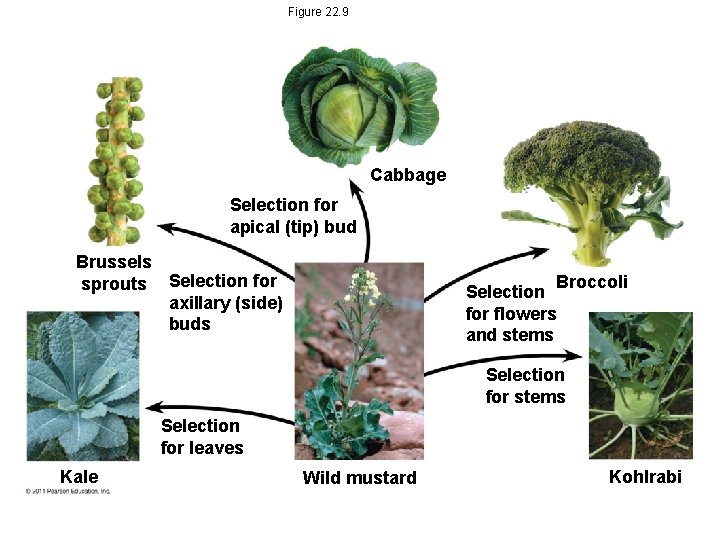 Figure 22. 9 Cabbage Selection for apical (tip) bud Brussels sprouts Selection for axillary