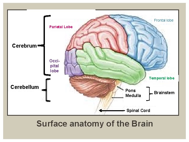 Frontal lobe Parietal Lobe Cerebrum Occipital lobe Temporal lobe Cerebellum Pons Medulla Spinal Cord