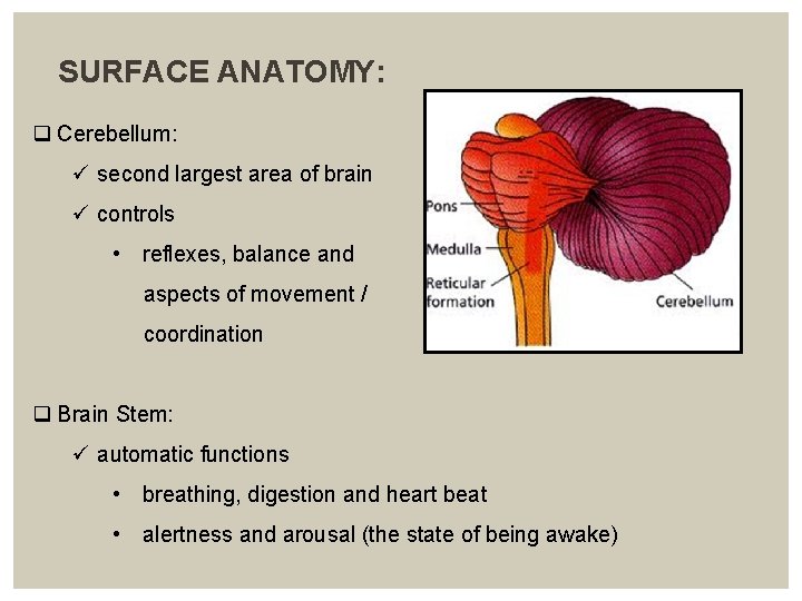  SURFACE ANATOMY: q Cerebellum: ü second largest area of brain ü controls •