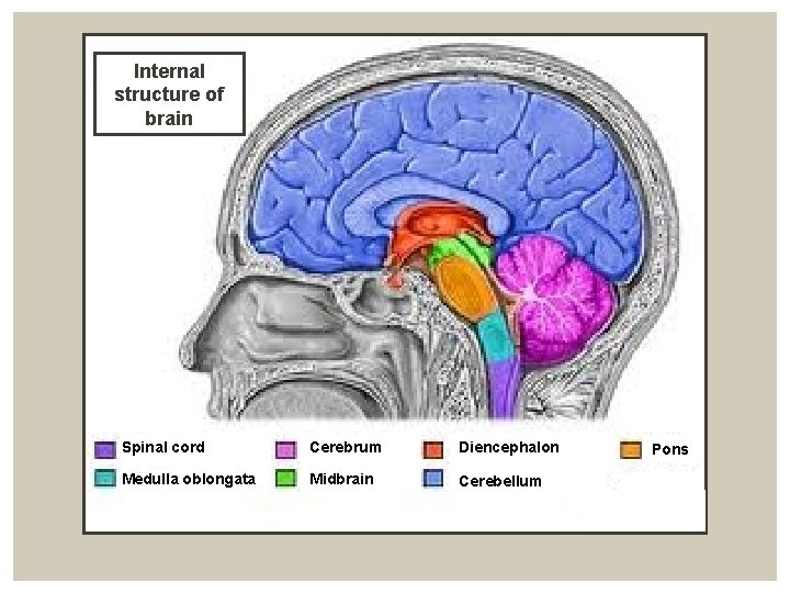 Internal structure of brain Spinal cord Cerebrum Diencephalon Medulla oblongata Midbrain Cerebellum Pons 