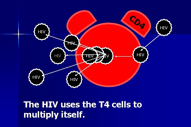 CD 4 HIV HIVHIV HIV HIV The HIV uses the T 4 cells to