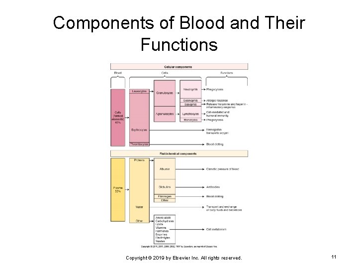 Components of Blood and Their Functions Copyright © 2019 by Elsevier Inc. All rights