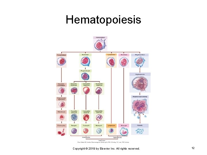 Hematopoiesis Copyright © 2019 by Elsevier Inc. All rights reserved. 12 