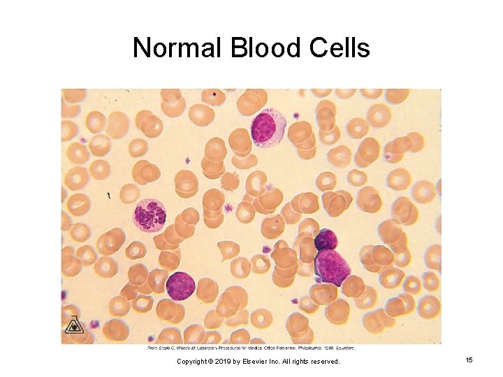 Normal Blood Cells Copyright © 2019 by Elsevier Inc. All rights reserved. 15 