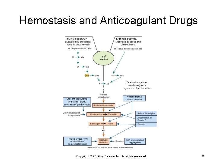 Hemostasis and Anticoagulant Drugs Copyright © 2019 by Elsevier Inc. All rights reserved. 19