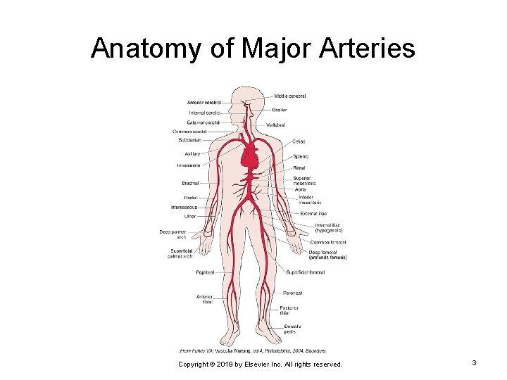 Anatomy of Major Arteries Copyright © 2019 by Elsevier Inc. All rights reserved. 3