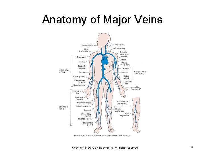 Anatomy of Major Veins Copyright © 2019 by Elsevier Inc. All rights reserved. 4