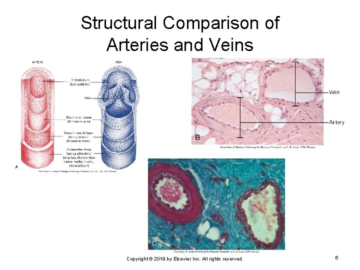 Structural Comparison of Arteries and Veins Copyright © 2019 by Elsevier Inc. All rights