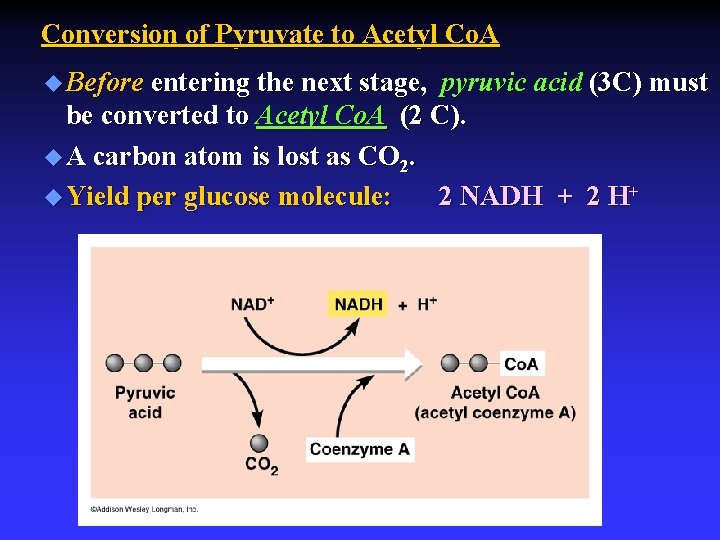 Conversion of Pyruvate to Acetyl Co. A u Before entering the next stage, pyruvic