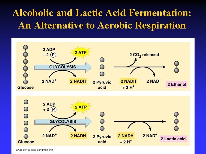 Chapter 6 How Cells Harvest Chemical Energy BREATHING