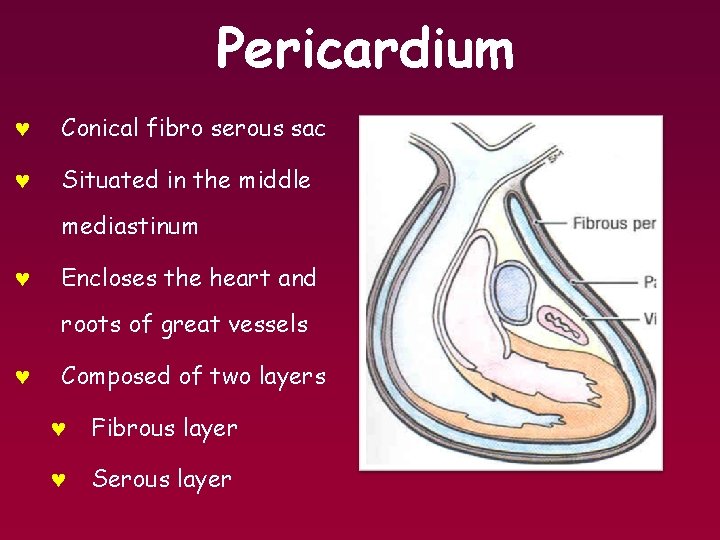 Pericardium © Conical fibro serous sac © Situated in the middle mediastinum © Encloses