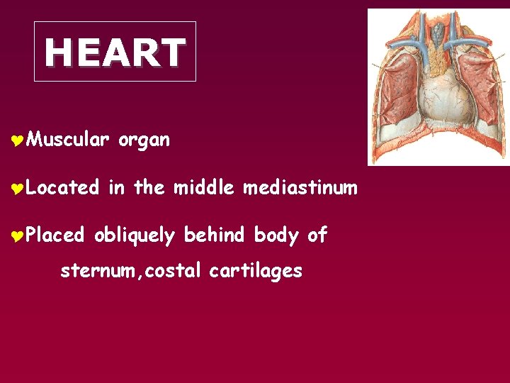 HEART YMuscular YLocated YPlaced organ in the middle mediastinum obliquely behind body of sternum,