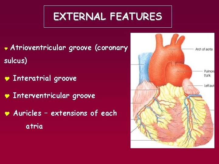 EXTERNAL FEATURES Y Atrioventricular groove (coronary sulcus) Y Interatrial groove Y Interventricular groove Y