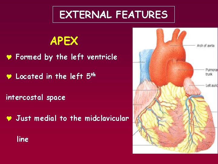 EXTERNAL FEATURES APEX Y Formed by the left ventricle Y Located in the left